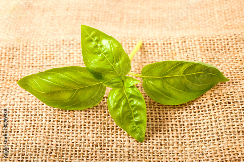 Photo: Sprig of basil Sprig of basil