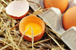 Eier