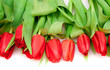 red tulips