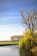 Weeping willow hanging over the river Albe at Sarralbe Weeping willow hanging over the river Albe at Sarralbe