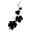 Weinrebe