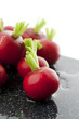wet red radishes