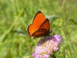 Dukatenfalter,  Lycaena virgaurea