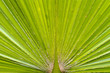 Palm leaf texture