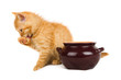 kitten licks muzzle next to a pot