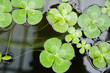 Water clover