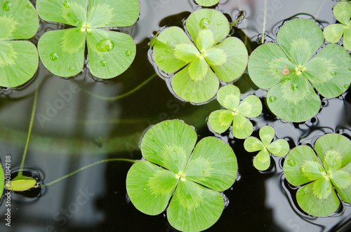Photo: Water clover Water clover