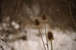 Gloomy winter scene, dry thistle and snow