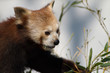 Red Panda feeding on a branch