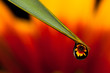 Water drop reflection