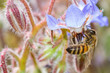 bee on flower