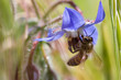 bee on flower