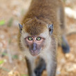 Photo: Macaque Monkey Macaque Monkey