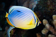 Redfin Butterflyfish, Maldives