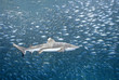 Blacktip Reef Shark with Fish