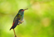 Rufous-tailed Hummingbird