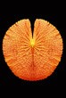 texture of Victoria lotus leaf