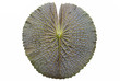 texture of Victoria lotus leaf