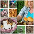 Foto: Glückliche Frau beim Pilze sammeln Glückliche Frau beim Pilze sammeln