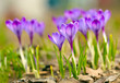 Photo en ligne au meilleur prix Spring crocus flowers