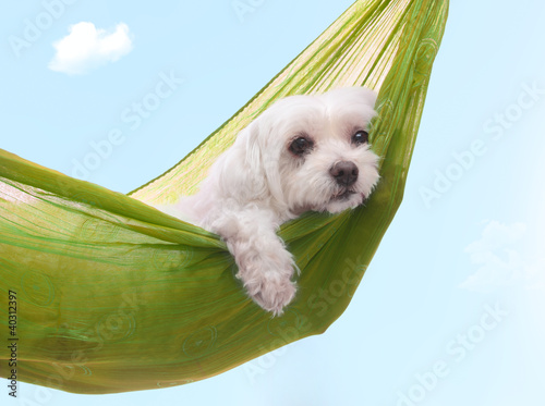 Photo: Lazy dazy dog days of summer Lazy dazy dog days of summer