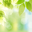 Spring Background With Green L... Spring Background With Green L...