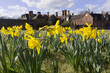 daffodil