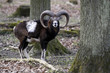 Europäischer Mufflon (Widder)