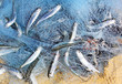 Fish in a fishing nets