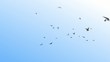 Birds in sky
