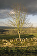 cotswolds