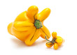 solanum mammosum plant, representing lucky symbols in Chinese Ne