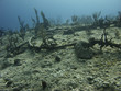 Ocean bottom
