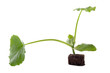 plant de courgettes