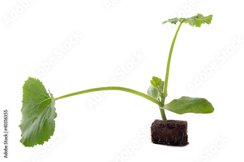 Photo: plant de courgettes plant de courgettes