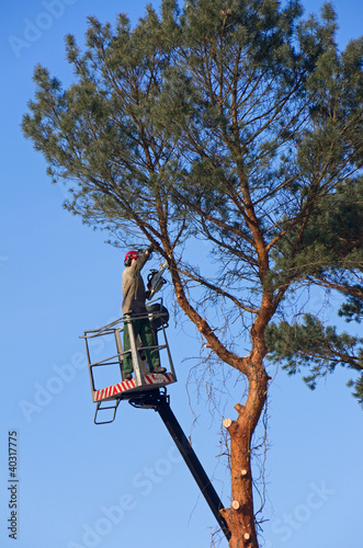 Photo: tree felling worker tree felling worker