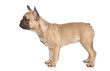 French Bulldog puppy standing French Bulldog puppy standing