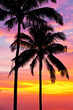 palm trees on the background of a beautiful sunset
