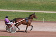 course hippique
