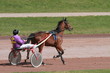course hippique