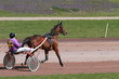 course hippique