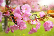 Endlich Frühling