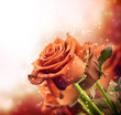 background with red roses
