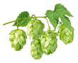 Hopfen
