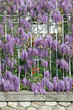 Floraison de Glycine