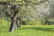 frühling in oberbayern