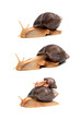 Snail Snail