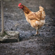 Closeup of a hen in a farmyard (Gallus gallus domesticus) Closeup of a hen in a farmyard (Gallus gallus domesticus)