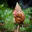 Closeup of a hen in a farmyard (Gallus gallus domesticus) Closeup of a hen in a farmyard (Gallus gallus domesticus)