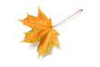 Leaf